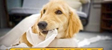 爱犬爱吃卫生纸？防止法在这里！（宠物主人必看，有效防止狗狗吃卫生纸的方法！）