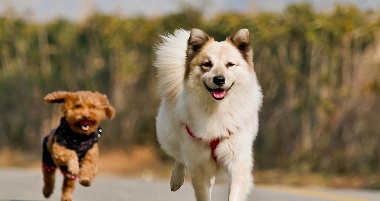 老年狗狗肥胖的预防与管理（宠物狗健康的重要性及如何维持其体重）