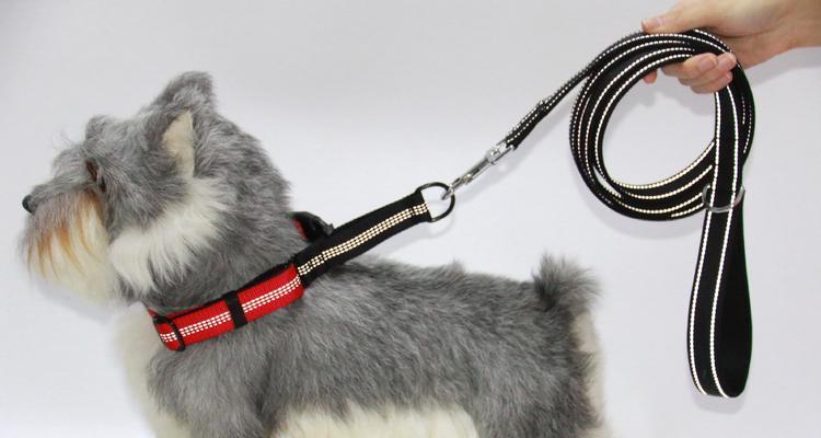 如何正确给宠物小狗戴牵引绳（为你的小狗狗提供更好的散步体验）