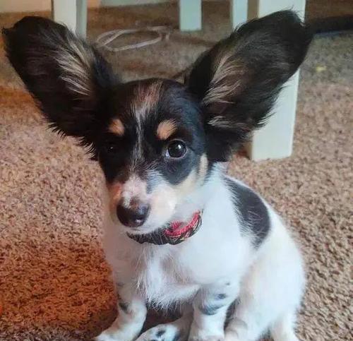 如何护理宠物狗的耳朵（从清洁到预防，让您的爱犬健康无忧）