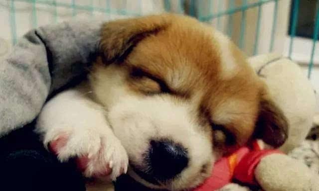 让宠物狗安心睡觉的技巧（掌握这些技巧，让你的爱犬安稳入眠）