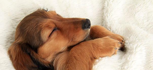 让宠物小狗狗安心睡觉的技巧（如何帮助小狗狗克服睡眠问题）