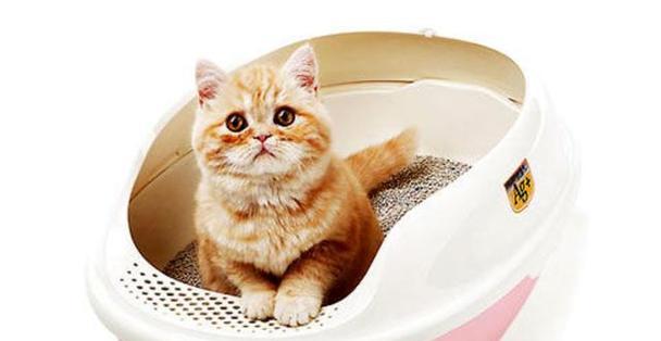 让宠物小猫学会使用猫砂，从此告别乱拉乱尿的烦恼（实用教程分享，轻松教你训练小猫上厕所）