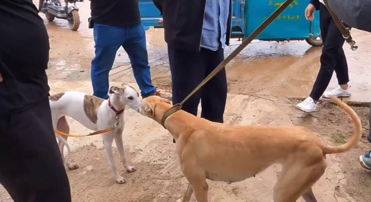 训练格力犬抓兔子的技巧（以宠物为主，让你的格力犬成为猎手）