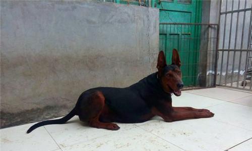 训练莱州红不瞎叫，打造安静听话的宠物犬（教你如何让莱州红不再吵闹，成为品行良好的小伙伴）