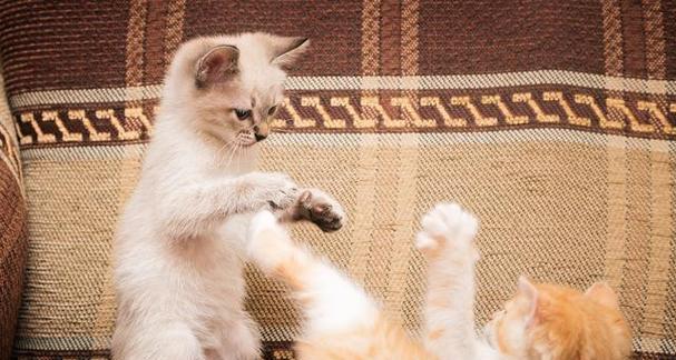 如何训练你的猫学会握手（15个详细的步骤，让你的猫成为握手高手）