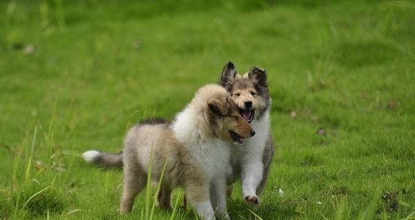 如何正确照顾苏格兰牧羊犬（宠物主人必看的苏格兰牧羊犬照顾指南）