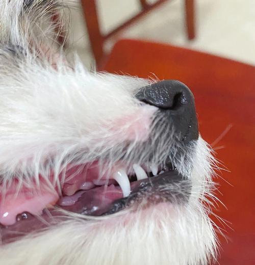如何从犬牙状况判断狗狗年龄（掌握关键诀窍，轻松了解宠物健康状况）