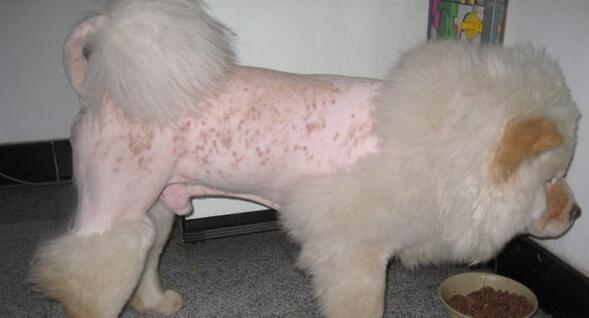 如何预防宠物犬患皮肤病（狗狗皮肤健康保护指南/预防宠物犬皮肤病的小贴士）