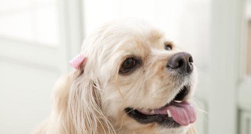 如何让宠物犬拥有闪亮光泽的毛发（改善犬毛发光泽的秘诀及护理技巧）