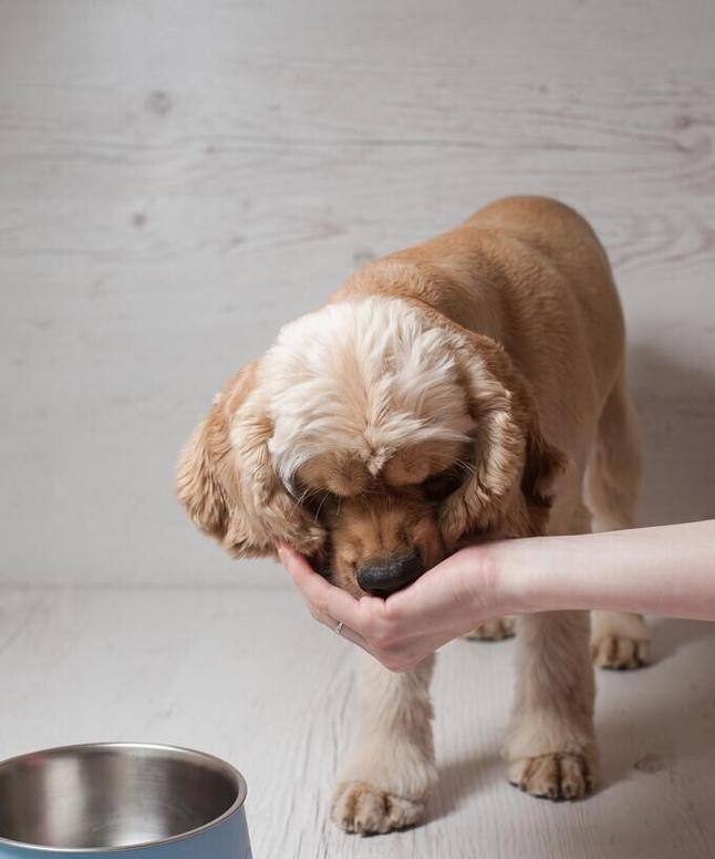 如何纠正泰迪犬护食问题（有效的训练技巧和注意事项）