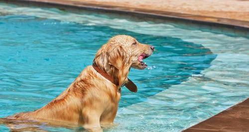 如何训练宠物狗下水游泳？（掌握这些技巧，让你的狗狗成为优秀的游泳健将）