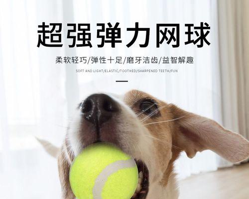 如何训练泰迪狗狗叼球（掌握叼球技巧，让你的宠物更聪明活泼）