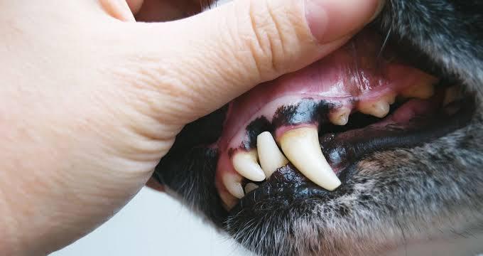 预防狗狗口腔疾病的秘诀（宠物保健）
