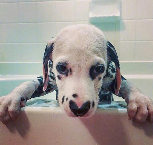 正确给斑点狗洗澡的方法（宠物护理技巧、专业指导）