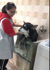 掌握哈士奇犬洗澡的技巧（让你的宠物变得更加干净、健康和舒适）