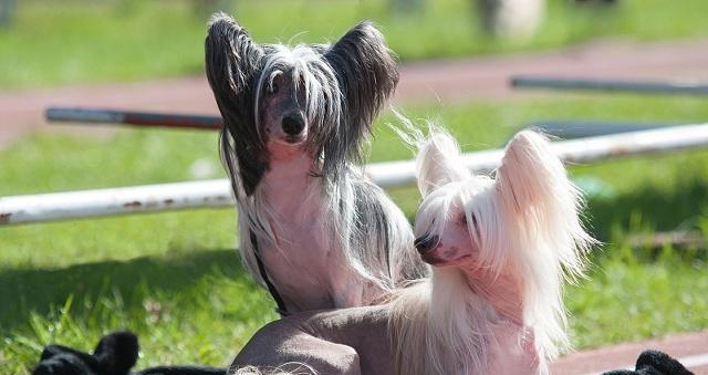 打造中国冠毛犬完美形象，美容技巧大揭秘！（如何让你的中国冠毛犬焕发出最迷人的魅力？）