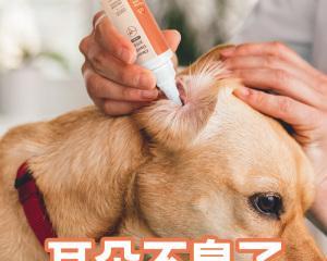 重视宠物耳道清洁，健康从细节开始（如何正确清洁宠物耳道，预防耳部感染）