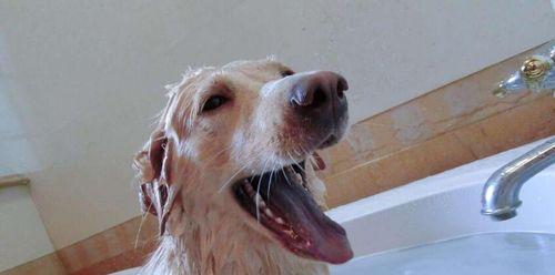 如何正确给宠物狗洗澡（狗狗洗澡的准备工作和注意事项）