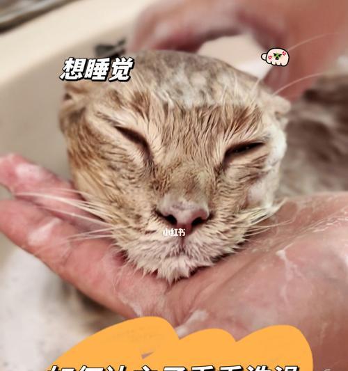猫咪洗澡指南（自己给猫咪洗澡的要点及注意事项，让宠物健康快乐）
