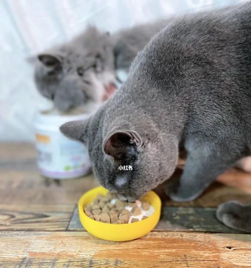 宠物猫粮日喂量计算方法解析（了解你的猫咪的日常饮食需求，让猫咪健康成长）