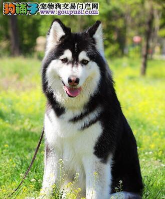 阿拉斯加犬和雪橇犬的区别（从宠物角度出发，看两种犬只的不同之处）