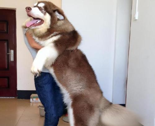 探寻阿拉斯加雪橇犬的身高体重之谜（揭秘宠物雪橇犬的标准身材和健康方法）