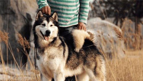 养一只健康快乐的阿拉斯加雪橇犬（以宠物为主的饲养要点）