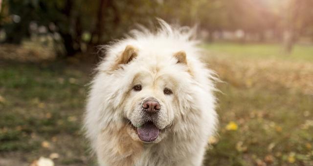 如何科学护理北京犬——让你的宠物健康快乐生活（北京犬护理小技巧，为你的犬只提供健康环境）