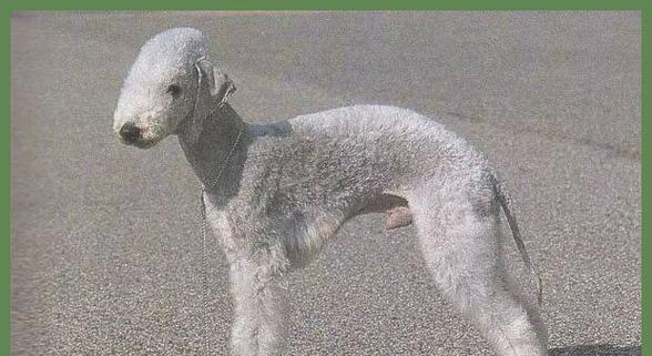 探索贝灵顿梗犬的外貌、性格和培养方法（探索贝灵顿梗犬的外貌、性格和培养方法）