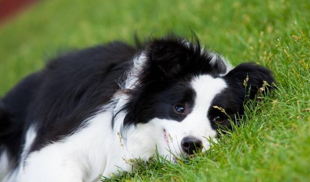 如何训练边境牧羊犬大小便？（以宠物为主，让你的边境牧羊犬拥有良好的大小便习惯）