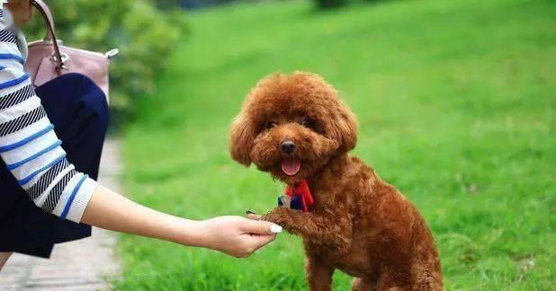 贵宾犬的护理指南（针对不同年龄段的护理技巧，让你的贵宾犬健康成长）