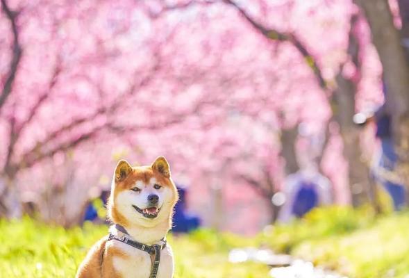 以柴犬的春夏秋冬养护为主题的宠物护理指南（如何让你的柴犬在四季保持健康和活力？）