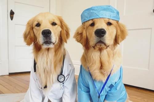 揭秘宠物狗打疫苗的五大误区（让你的狗狗健康快乐生活，）