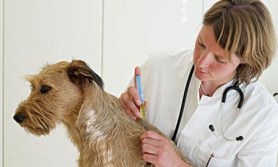 宠物狗打疫苗过敏怎么办（应对狗狗打疫苗过敏的方法与建议）