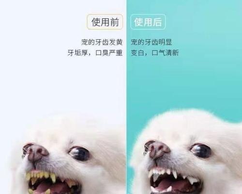 宠物狗牙齿护理的重要性（为什么需要关注宠物狗的口腔健康）