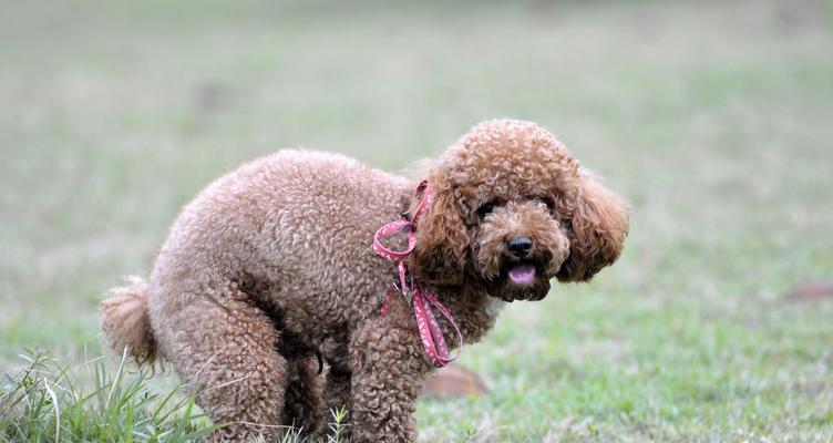 初养可蒙幼犬注意事项（为宠物提供良好成长环境的15个小贴士）