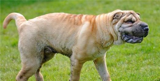 大型犬需求和补钙误区（宠物养护的关键在于正确认知）