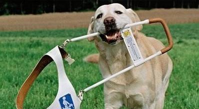 导盲犬的训练方法与技巧（以宠物为主，让导盲犬成为盲人的眼睛）