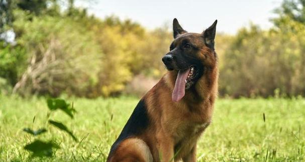 德国牧羊犬饮食指南（宠爱你的犬友——从饮食开始）