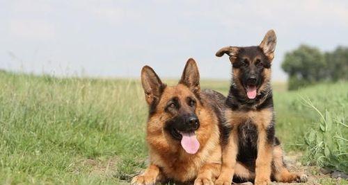 德国牧羊犬——宠物的首选（探寻德国牧羊犬的特点与魅力）