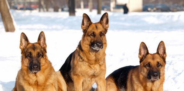 德国牧羊犬的饮食搭配全解析（鸡蛋可以作为德国牧羊犬的膳食之一吗？）