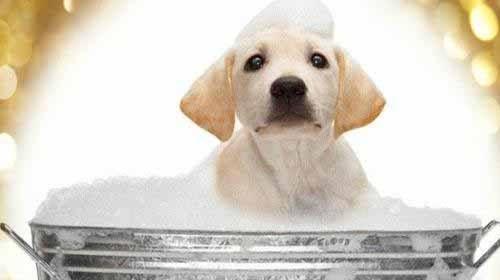 冬季狗狗洗澡注意事项（狗狗洗澡频率、洗澡水温、洗澡时间等要点详解）
