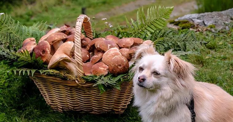 冬季犬的维生素补充（以宠物为主的健康需求）