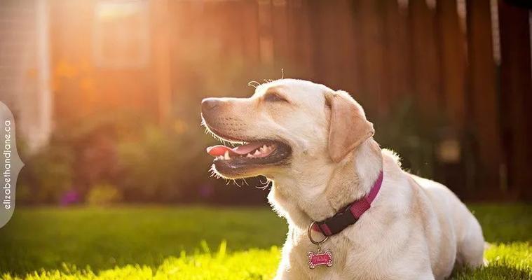 冬天老龄犬饲养注意事项（宠物爱好者必读的冬季养犬秘籍）