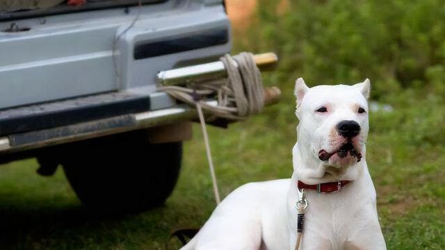 如何让杜高犬健康减肥（宠物减肥的指南）