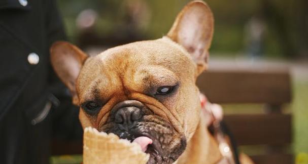 狗狗不能吃的食物（从巧克力到酒精，这些食物会危害你的宠物健康）