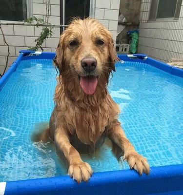 合适大小的狗狗才能放心洗澡（掌握宠物洗澡的细节，保护它们的健康）