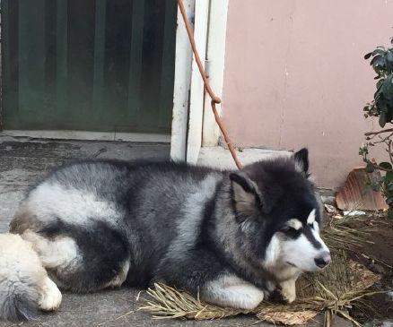 喂肉对阿拉斯加犬好不好？（探讨阿拉斯加犬肉食的优缺点及注意事项）