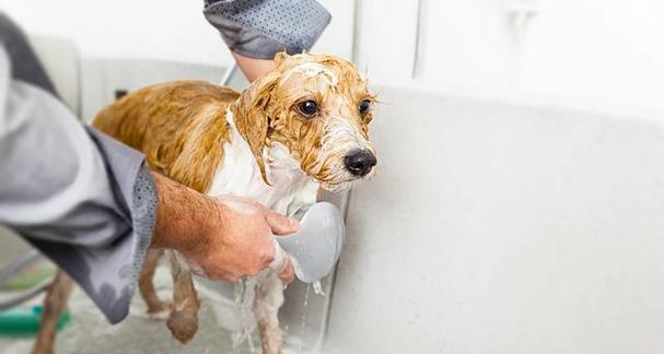 狗狗洗澡的好处——让宠物健康快乐（为什么要经常给宠物洗澡？洗澡对狗狗有哪些好处？）